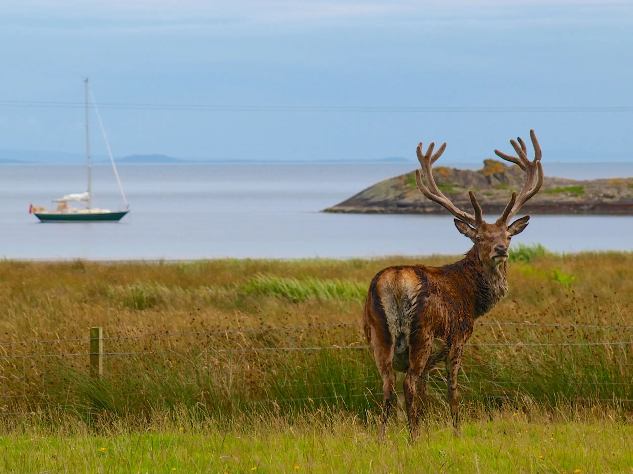 A stag not at bay, but by the bay