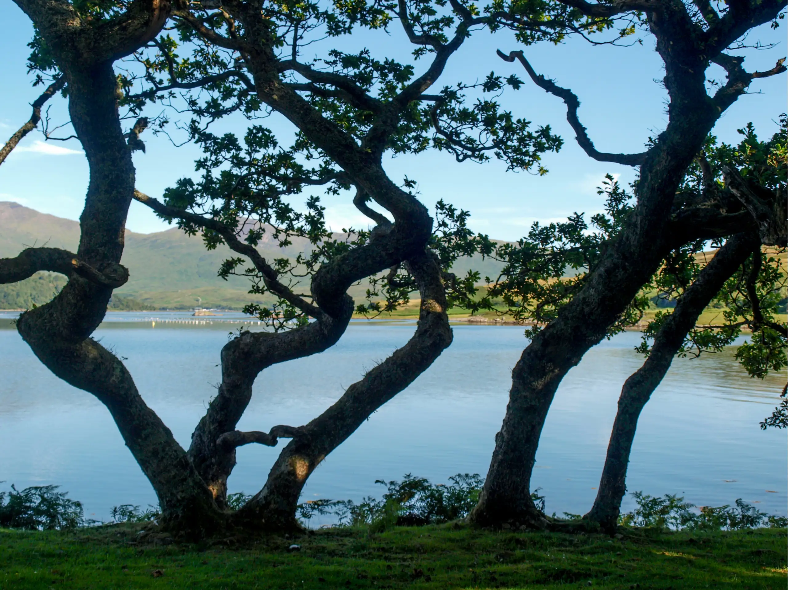 Stunted oaks