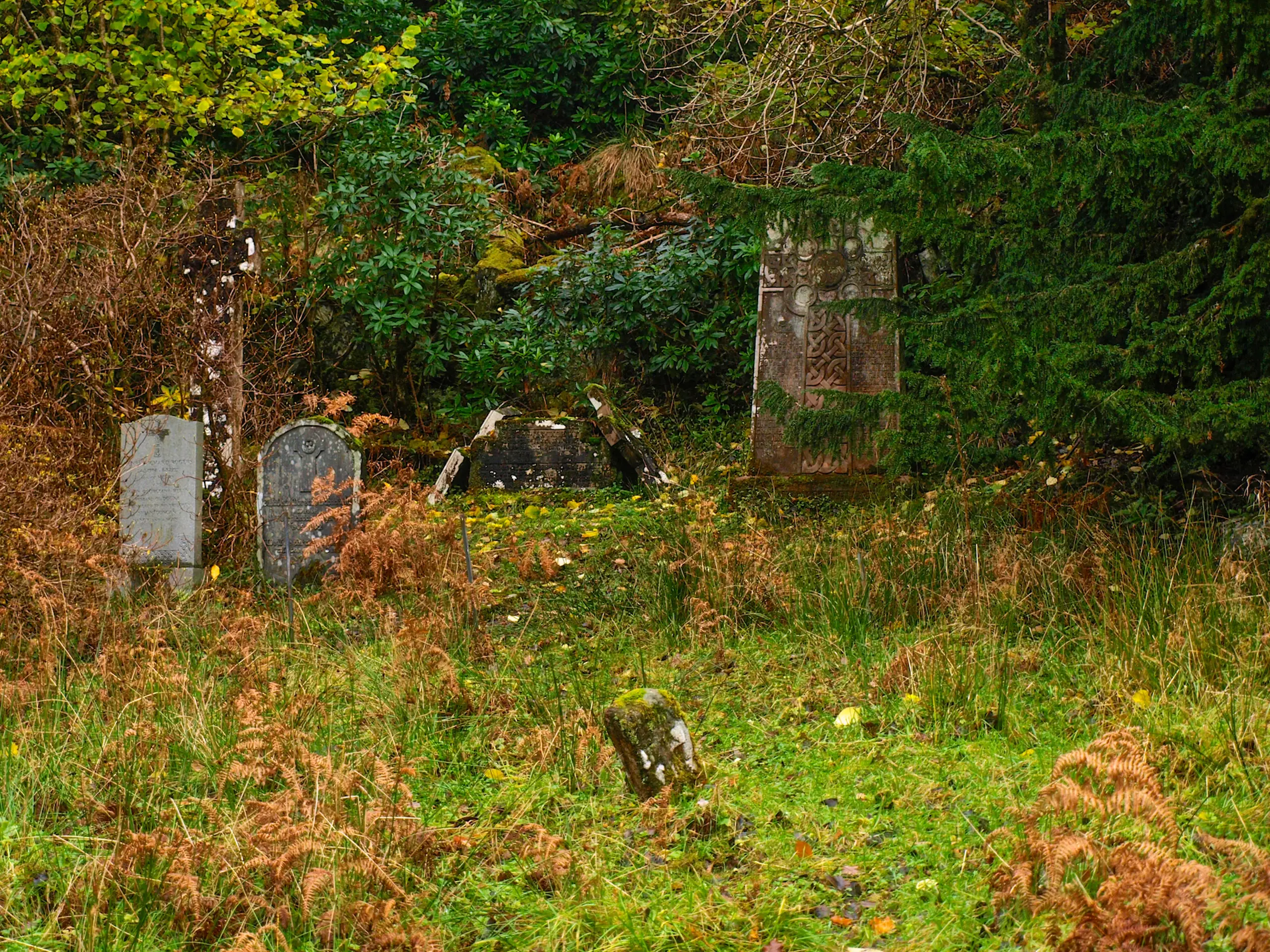 Gravestones hidden in the undergrowth
