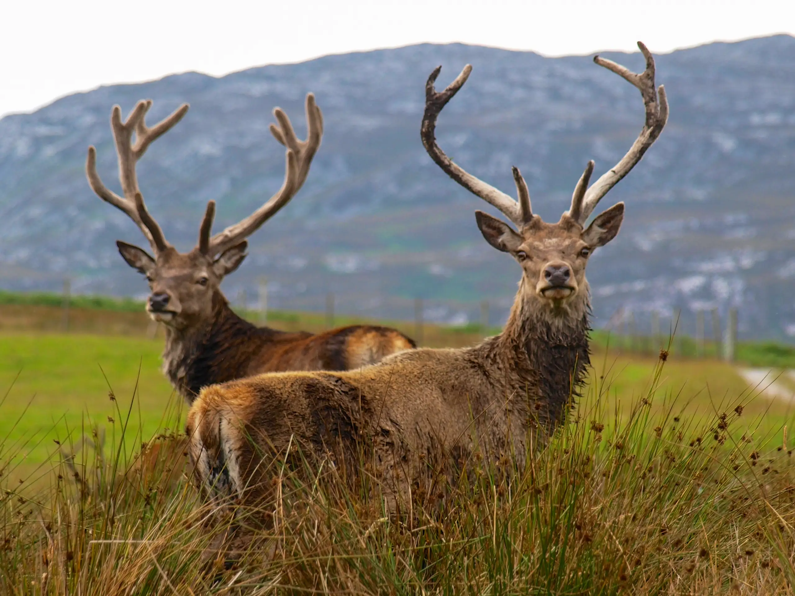 Rather tame stags