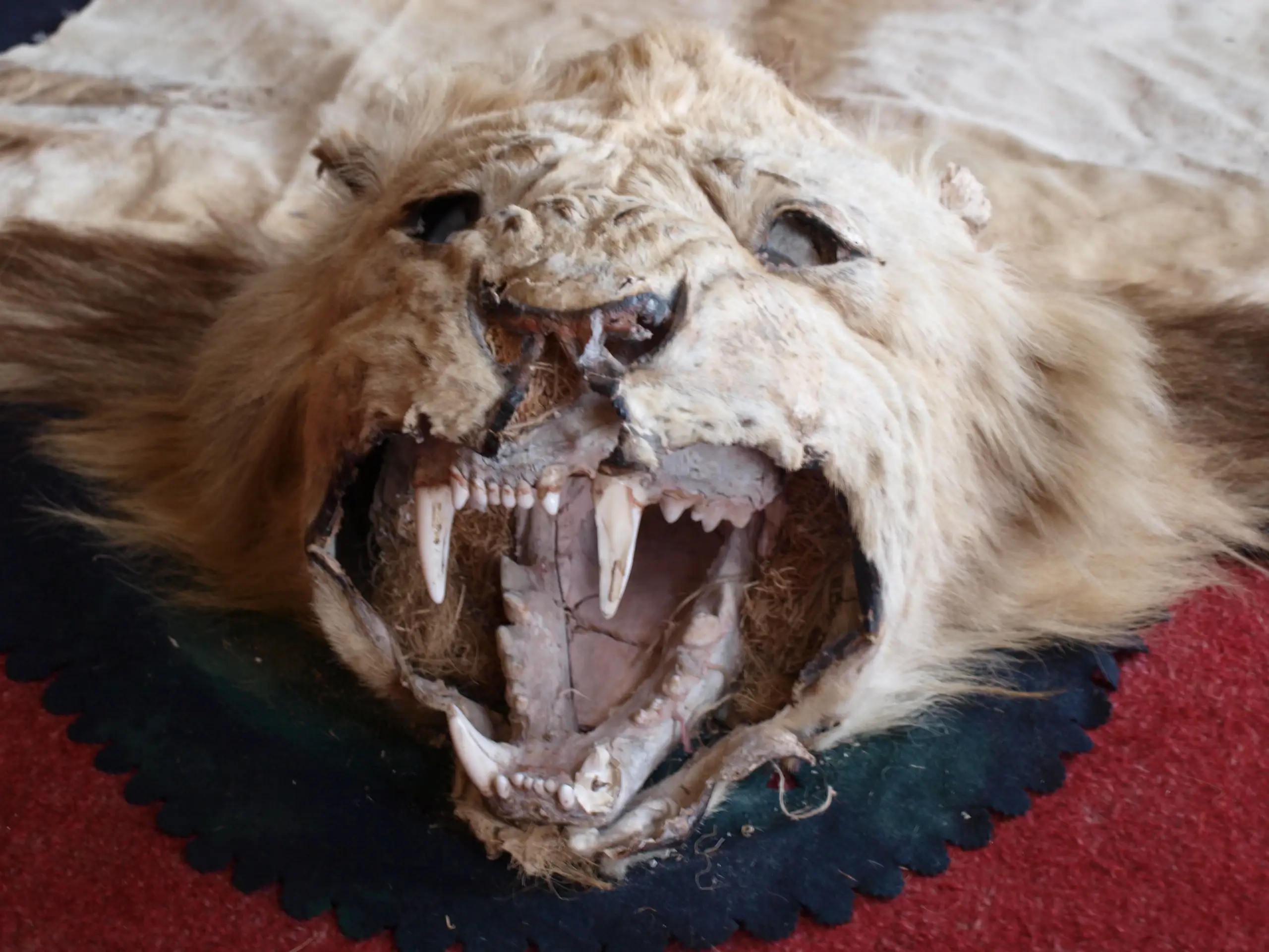 One of the many trophies in the castle