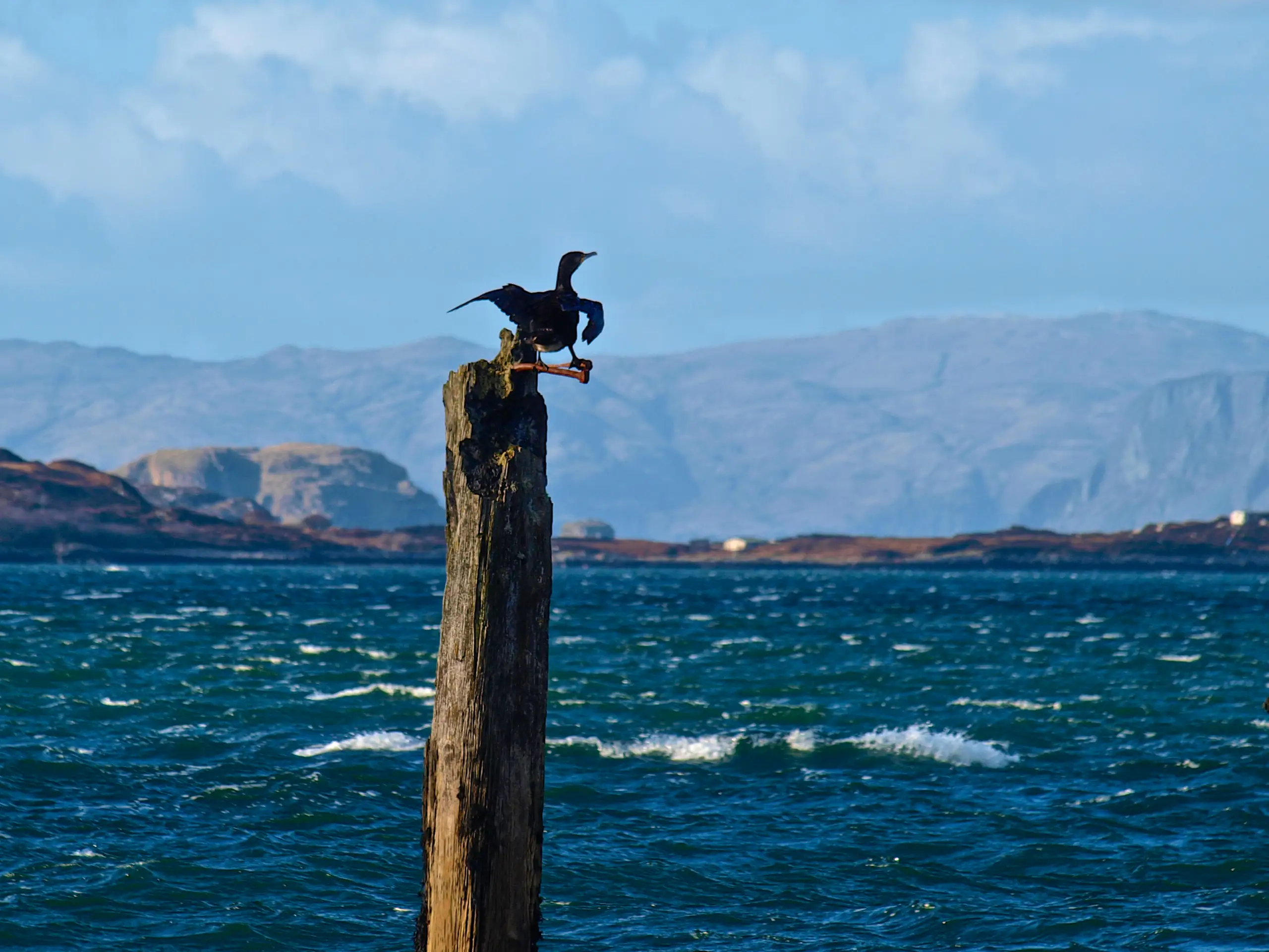 A shag drying its wings on the remains of the pier
